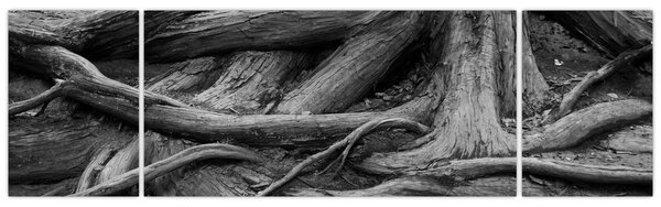 Obraz - Kořeny stromu (170x50 cm)