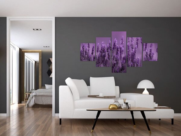 Obraz - Levandule (125x70 cm)