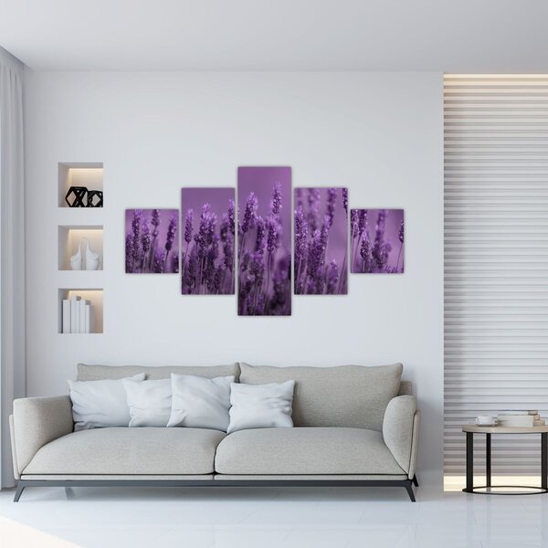Obraz - Levandule (125x70 cm)