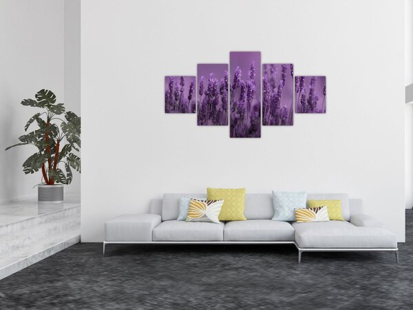 Obraz - Levandule (125x70 cm)