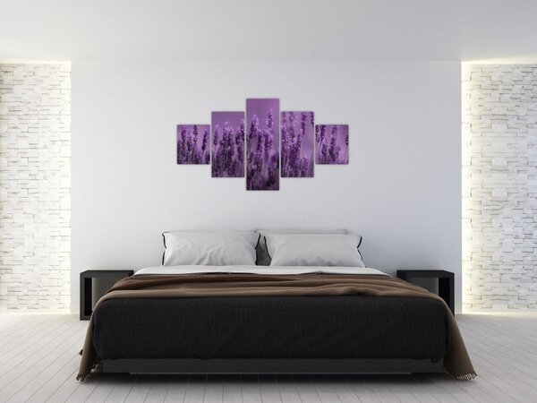 Obraz - Levandule (125x70 cm)