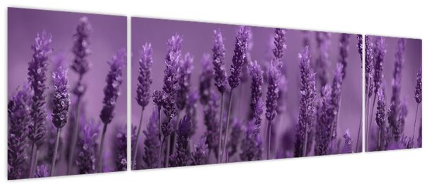 Obraz - Levandule (170x50 cm)