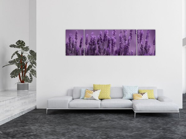 Obraz - Levandule (170x50 cm)
