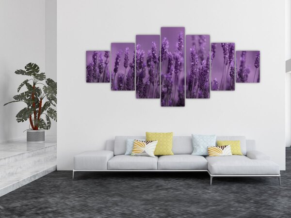 Obraz - Levandule (210x100 cm)