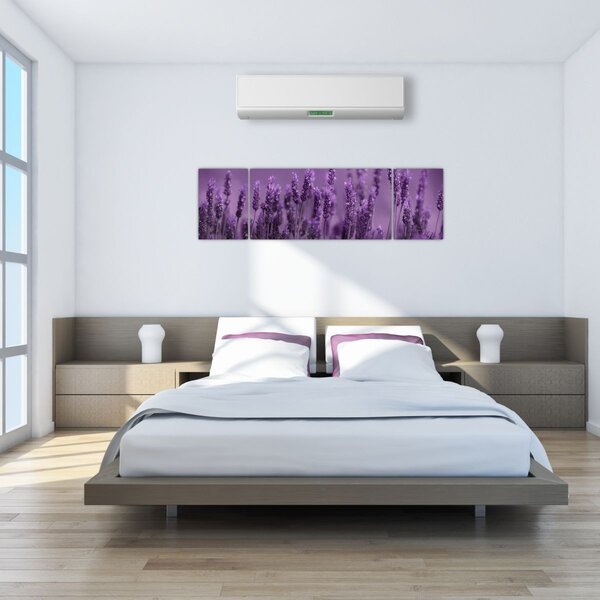Obraz - Levandule (170x50 cm)