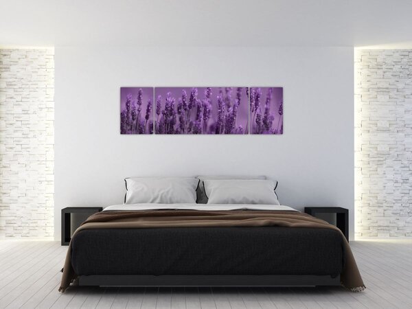 Obraz - Levandule (170x50 cm)