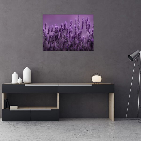 Obraz - Levandule (70x50 cm)