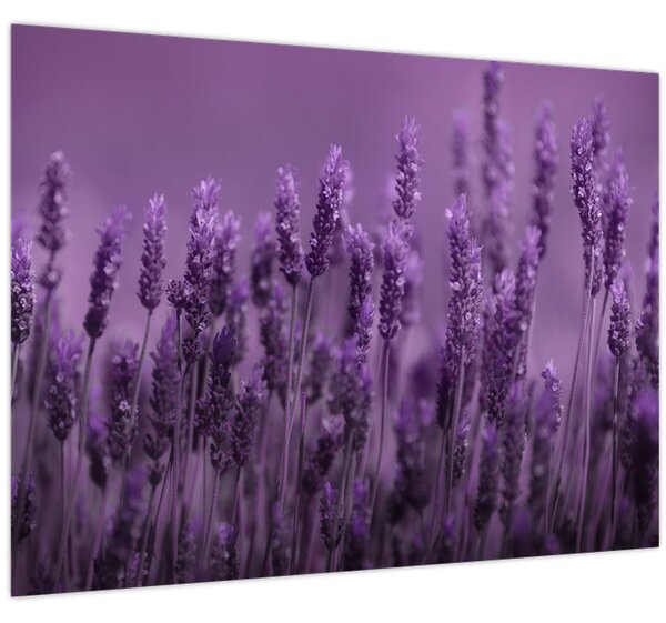 Obraz - Levandule (70x50 cm)