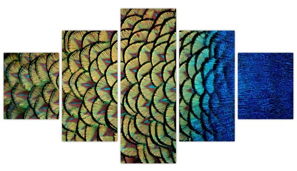 Obraz - Páví peří (125x70 cm)