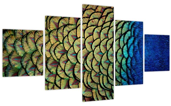 Obraz - Páví peří (125x70 cm)