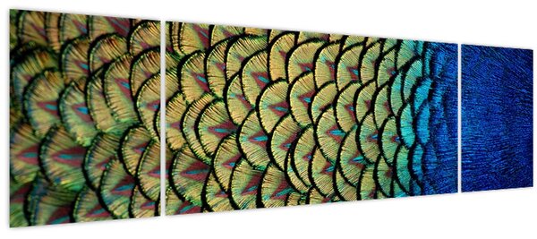 Obraz - Páví peří (170x50 cm)
