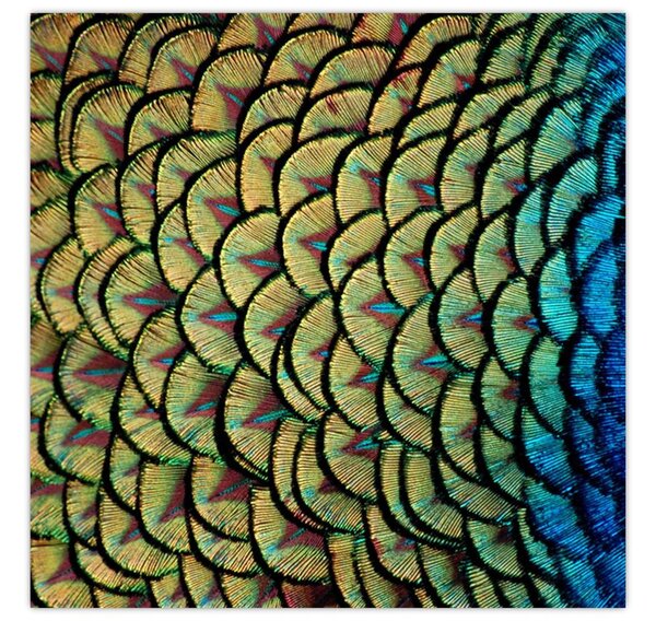 Obraz - Páví peří (30x30 cm)