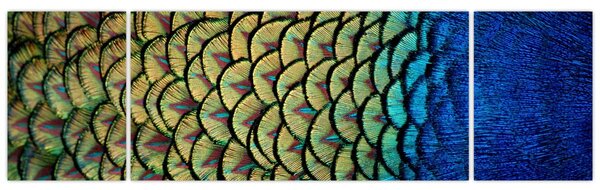 Obraz - Páví peří (170x50 cm)