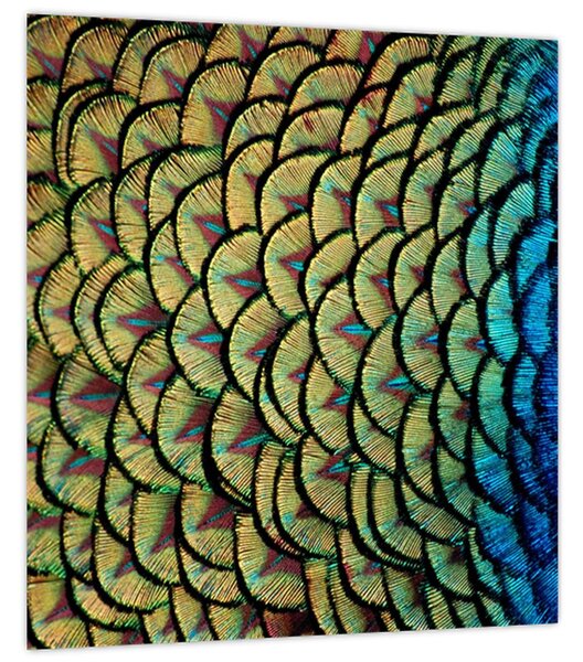 Obraz - Páví peří (30x30 cm)