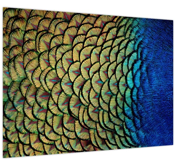 Obraz - Páví peří (70x50 cm)