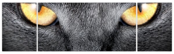 Obraz - Blízký portrét kočky (170x50 cm)
