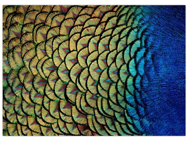 Obraz - Páví peří (70x50 cm)
