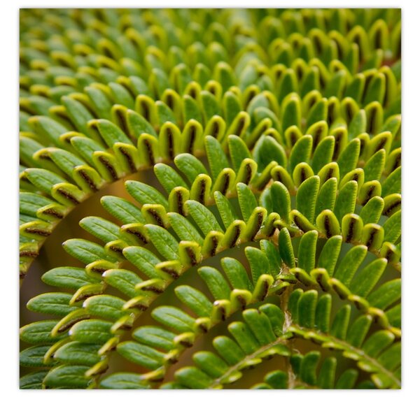 Obraz - Kapradina (30x30 cm)