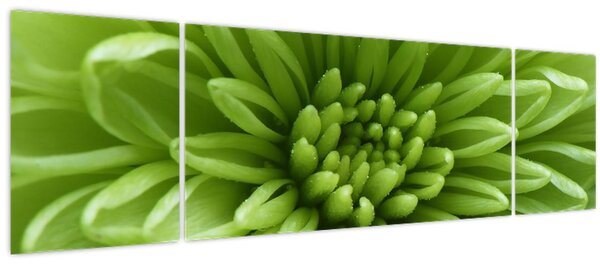 Obraz - Makro snímek rostliny (170x50 cm)
