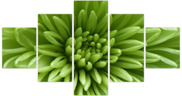 Obraz - Makro snímek rostliny (125x70 cm)