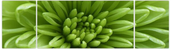 Obraz - Makro snímek rostliny (170x50 cm)