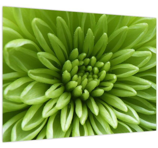 Obraz - Makro snímek rostliny (70x50 cm)