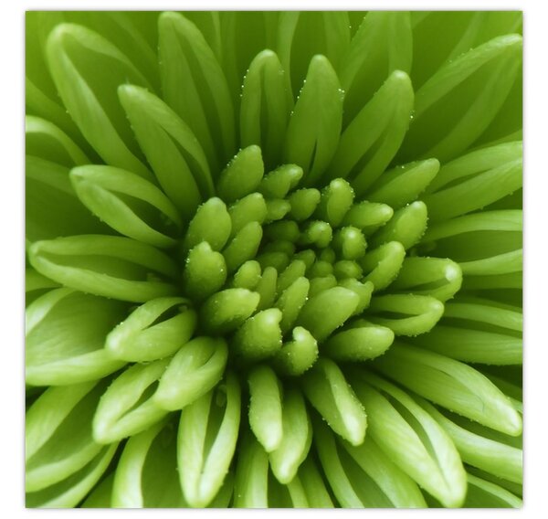 Obraz - Makro snímek rostliny (30x30 cm)