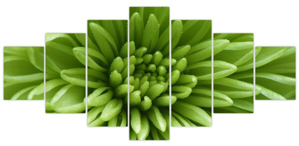 Obraz - Makro snímek rostliny (210x100 cm)