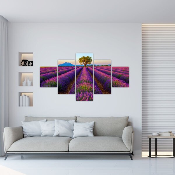 Obraz - Levandulové pole (125x70 cm)