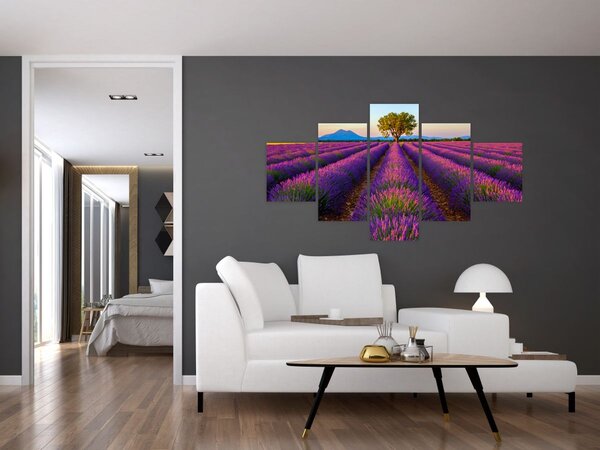 Obraz - Levandulové pole (125x70 cm)