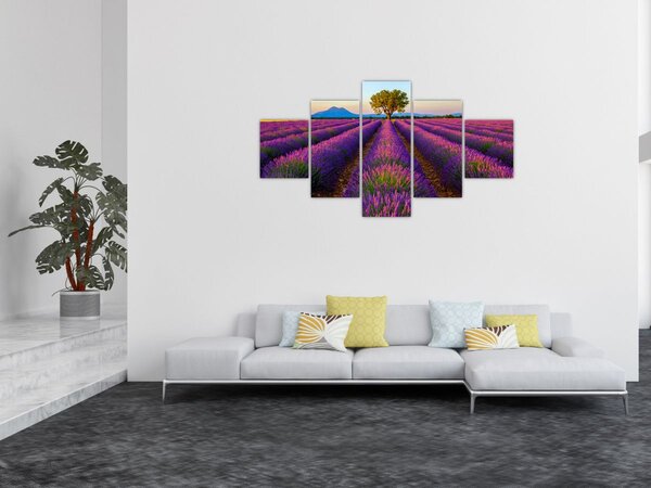 Obraz - Levandulové pole (125x70 cm)