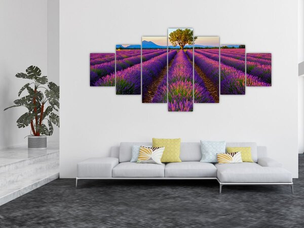 Obraz - Levandulové pole (210x100 cm)