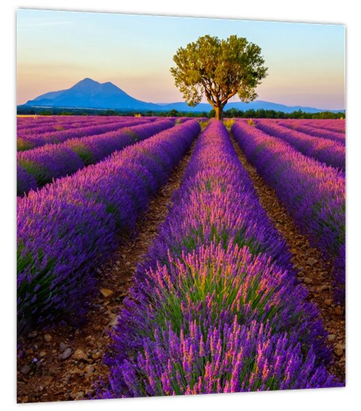 Obraz - Levandulové pole (30x30 cm)