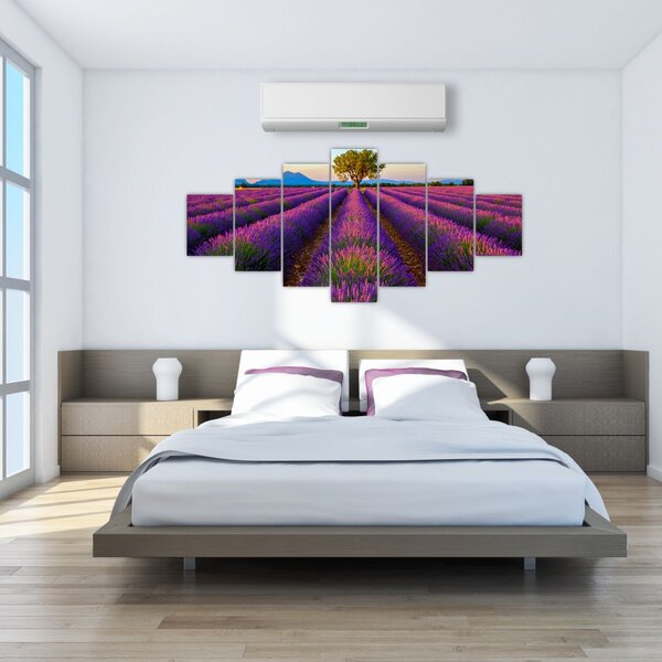 Obraz - Levandulové pole (210x100 cm)