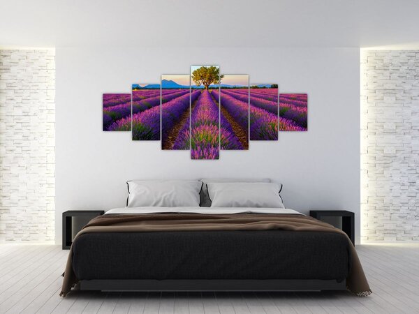 Obraz - Levandulové pole (210x100 cm)
