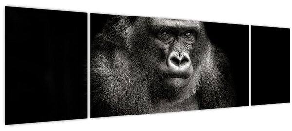 Obraz - Gorila (170x50 cm)