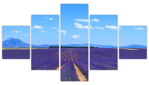 Obraz - Levandulové pole (125x70 cm)