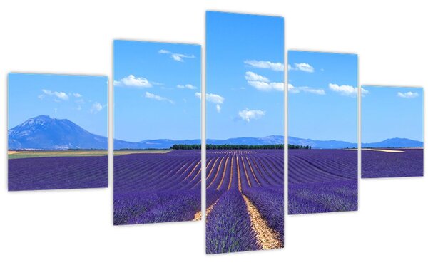 Obraz - Levandulové pole (125x70 cm)