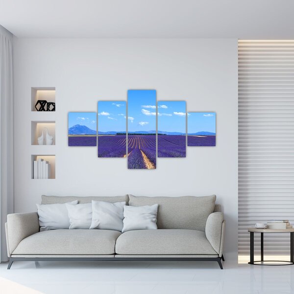 Obraz - Levandulové pole (125x70 cm)