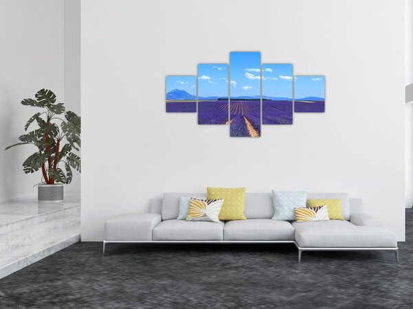 Obraz - Levandulové pole (125x70 cm)