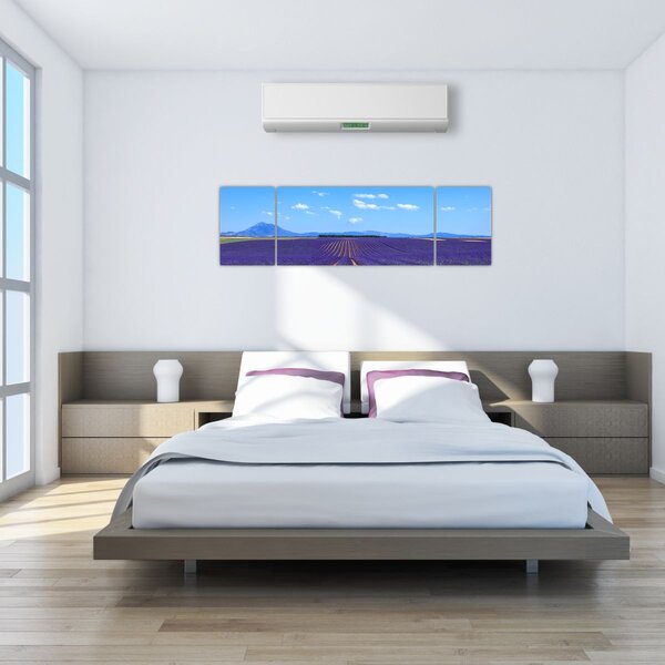 Obraz - Levandulové pole (170x50 cm)