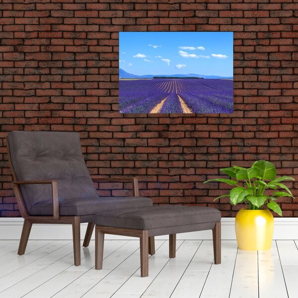 Obraz - Levandulové pole (70x50 cm)