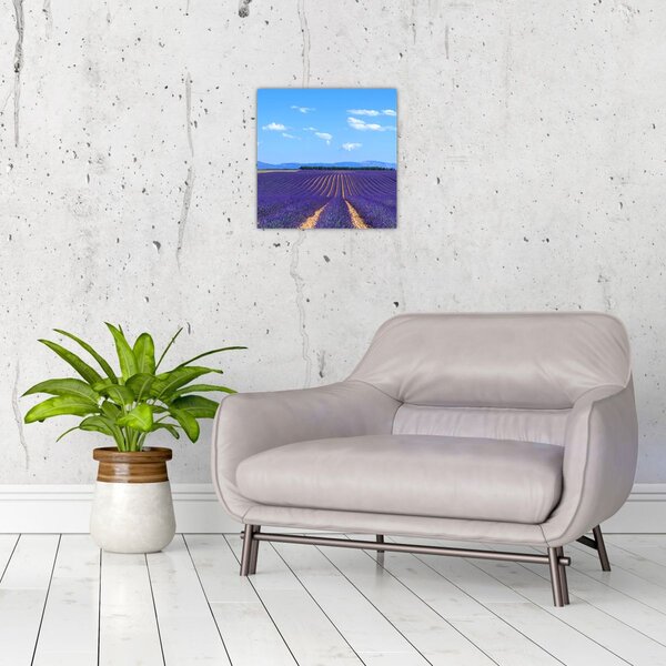 Obraz - Levandulové pole (30x30 cm)