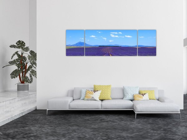 Obraz - Levandulové pole (170x50 cm)