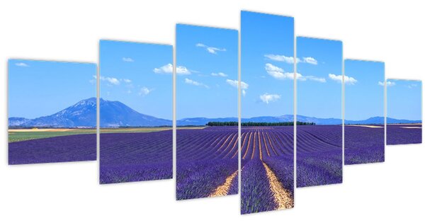 Obraz - Levandulové pole (210x100 cm)