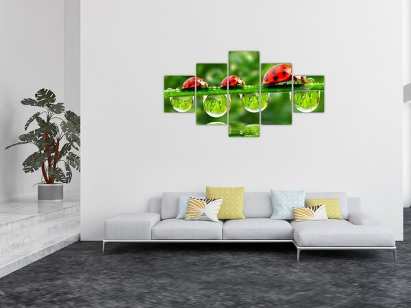 Obraz - Slunéčko sedmitečné (125x70 cm)