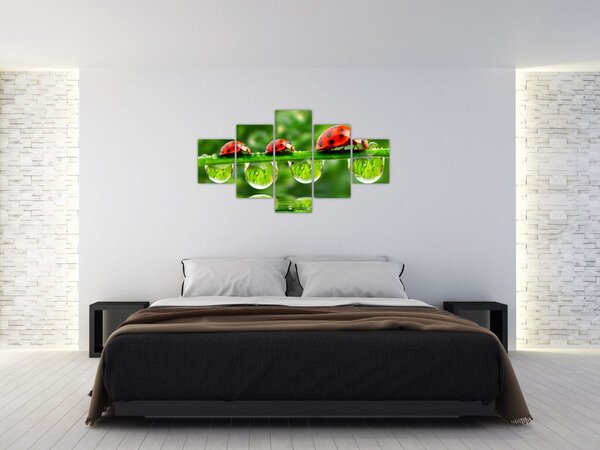 Obraz - Slunéčko sedmitečné (125x70 cm)