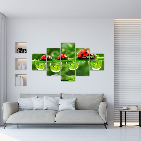 Obraz - Slunéčko sedmitečné (125x70 cm)