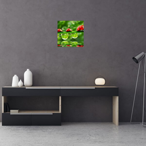 Obraz - Slunéčko sedmitečné (30x30 cm)