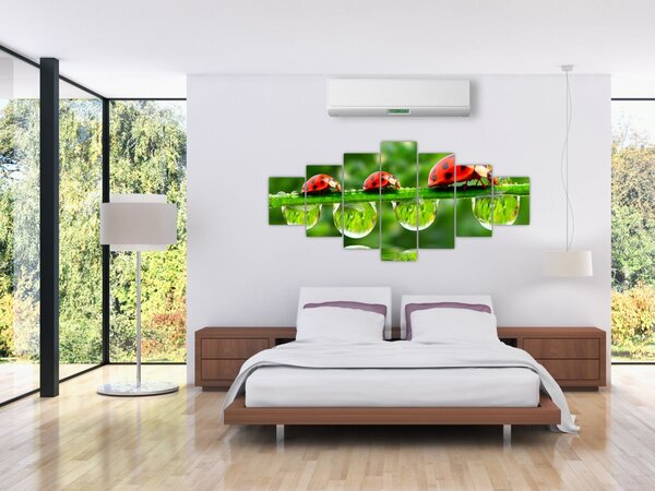 Obraz - Slunéčko sedmitečné (210x100 cm)